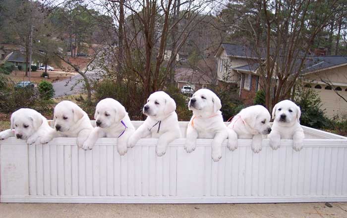 Row of Puppies