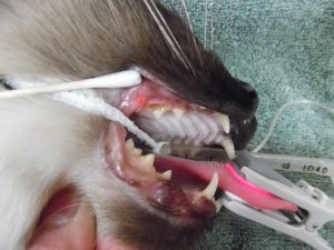 Pet Dental Exam Mouth